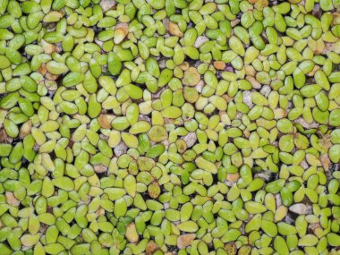 Nilüfer havuzunda ördek otu