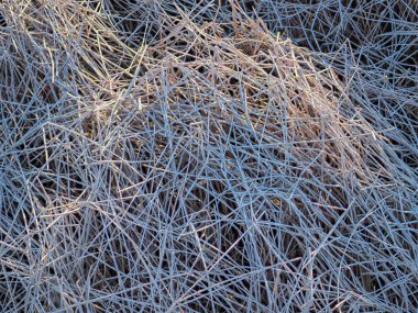 Açık arazide kuru çimenler.