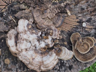 Çürüyen odunlarda büyüyen mantarlar