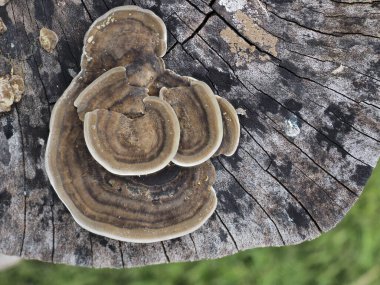 Çürüyen odunlarda büyüyen mantarlar