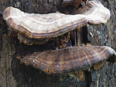 Çürüyen odunlarda büyüyen mantarlar