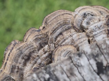 Çürüyen odunlarda büyüyen mantarlar