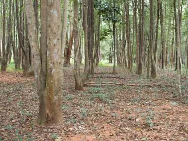 Parfüm çıkarmak için bir tarlada Agarwood ağaçları
