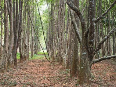 Parfüm çıkarmak için bir tarlada Agarwood ağaçları