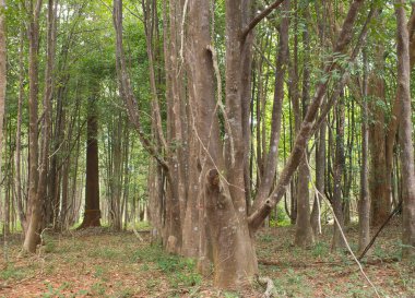Parfüm çıkarmak için bir tarlada Agarwood ağaçları