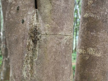 Parfüm çıkarmak için bir tarlada Agarwood ağaçları