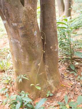 Parfüm çıkarmak için bir tarlada Agarwood ağaçları