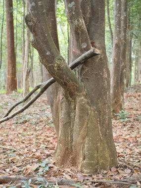 Parfüm çıkarmak için bir tarlada Agarwood ağaçları