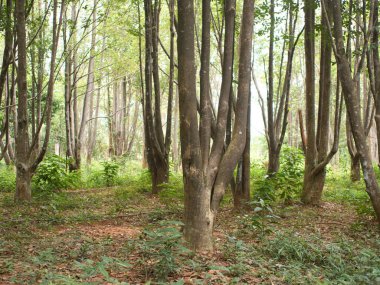 Parfüm çıkarmak için bir tarlada Agarwood ağaçları