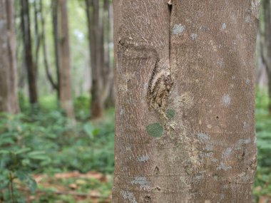 Parfüm çıkarmak için bir tarlada Agarwood ağaçları