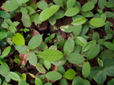 Çocuk çantalarında fidanlar yetişiyor.