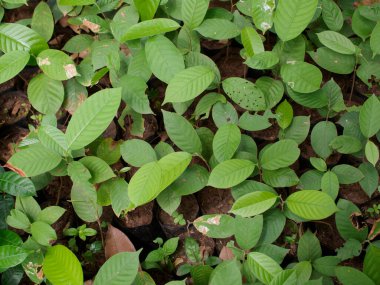 Çocuk çantalarında fidanlar yetişiyor.