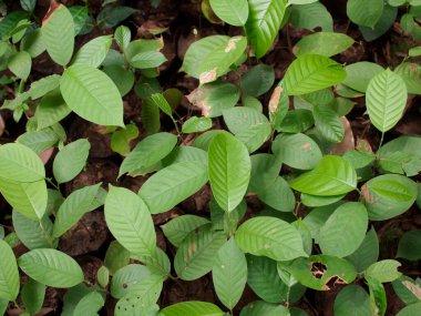 Çocuk çantalarında fidanlar yetişiyor.