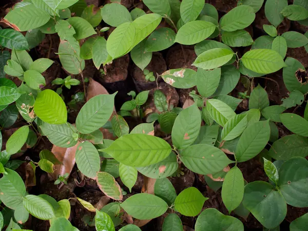 Çocuk çantalarında fidanlar yetişiyor.