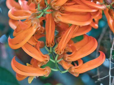 Mucuna bennettii veya kırmızı sarmaşık dekoratif tırmanma bitkileri çiçek ve gölge sağlar.