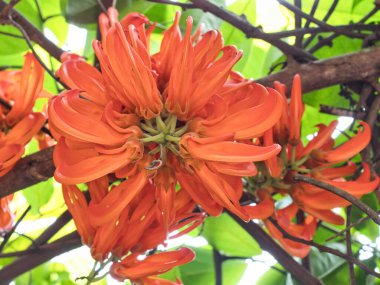 Mucuna bennettii veya kırmızı sarmaşık dekoratif tırmanma bitkileri çiçek ve gölge sağlar.