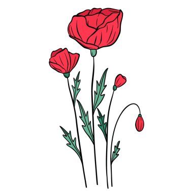 Hand drawn red poppy flower isolated on white background. Botanical decorative doodle sketch illustration for greeting card, wedding invitation, fabric. Colorful vector floral element.