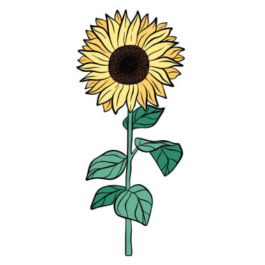 Hand drawn yellow sunflower isolated on white background. Botanical decorative doodle sketch illustration for greeting card, wedding invitation, fabric. Colorful vector floral element.