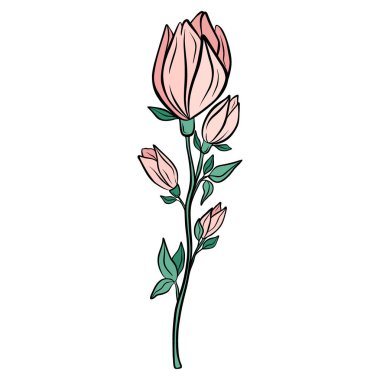 Hand drawn pink magnolia flower isolated on white background. Botanical decorative doodle sketch illustration for greeting card, wedding invitation, fabric. Colorful vector floral element.