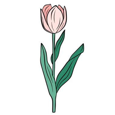 Hand drawn pink tulip flower isolated on white background. Botanical decorative doodle sketch illustration for greeting card, wedding invitation, fabric. Colorful vector floral element.