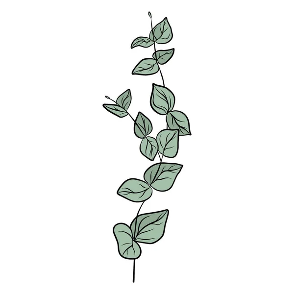 Eucalyptus Dessiné Main Isolé Sur Fond Blanc Illustration Croquis Décoratif — Image vectorielle