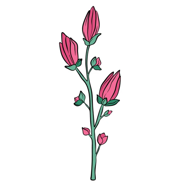 Fleur Magnolia Violet Dessinée Main Isolée Sur Fond Blanc Illustration — Image vectorielle