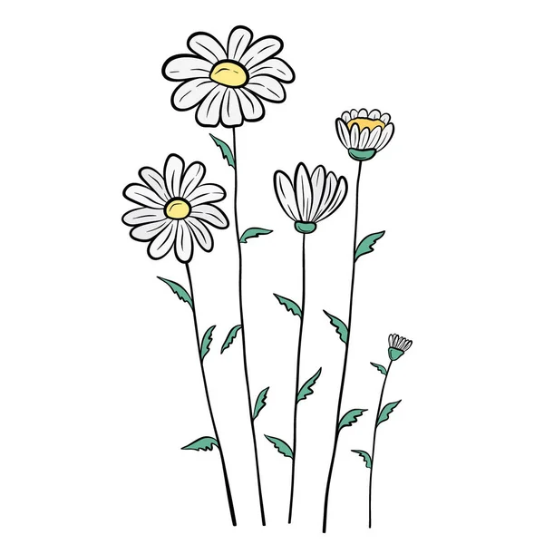 Hand Drawn White Chamomile Flower Isolated White Background Botanical Decorative — стоковый вектор