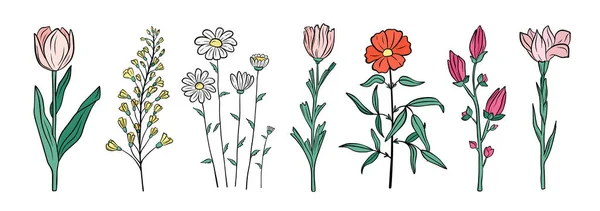 Çizimi Çiçek Seti Çiçekli Yaz Koleksiyonu Beyaz Arkaplanda Vektör Çizimi — Stok Vektör