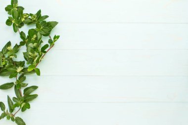 Mavi ahşap arka planda yeşil yaprakların bileşimi. Yapraklı ağaç dalları. Reklam panosu, organik poster, ekoloji yeni maketi. Üst görünüm, düz görünüm, kapat, boşluğu kopyala