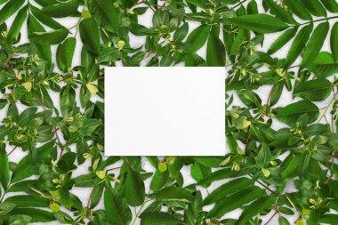 Yaprakların bileşimi ve gri beton arka planda beyaz suluboya kağıtlar. Yapraklı ağaç dalları, boş kart. Doğa modeli, ekoloji posteri. Üst görünüm, düz görünüm, kapat, boşluğu kopyala