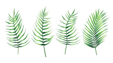 Tropik palmiye yaprakları. Egzotik yeşil eğimli bitki koleksiyonu. El çizimi botanik vektör çizimi elementleri beyaz arkaplanda izole edildi