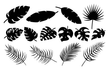 Farklı tropik palmiye yaprakları, orman canavarı, Calathea, muz yaprakları. Egzotik siluet bitkileri koleksiyonu. El çizimi botanik vektör çizimi elementleri beyaz arkaplanda izole edildi