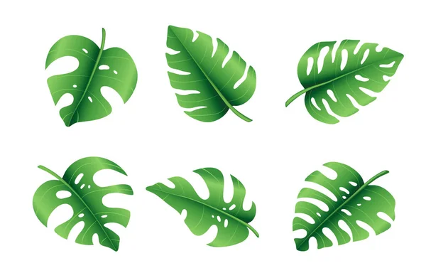 Set Tropical Palm Leaves Jungle Monstera Leaves Exotic Collection Green — Stock Vector