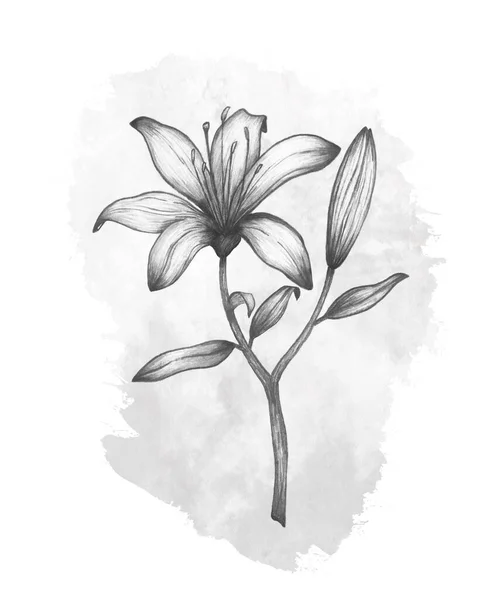 卷笔画百合花 叶枝呈灰色水彩画 装饰的黑白图案 手绘草图示意图 在白色背景上孤立的花卉艺术概念 — 图库照片