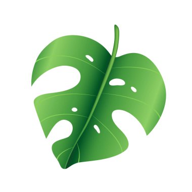 Tropik yeşil palmiye yaprağı, orman canavarı yaprağı. Egzotik bitki tasarımı elementi. Dekoratif el çizimi vektör illüstrasyonuName