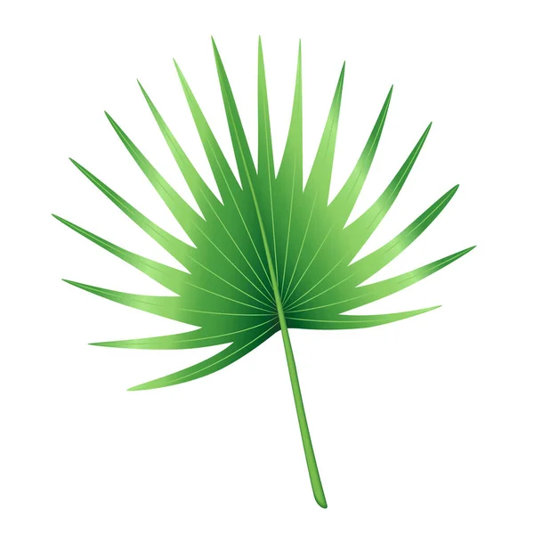 Feuille Palmier Vert Tropical Feuille Palmée Jungle Élément Conception Botanique — Image vectorielle