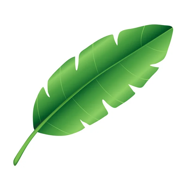 Тропический Зеленый Пальмовый Лист Банановый Лист Дизайн Экзотических Ботанических Растений — стоковый вектор