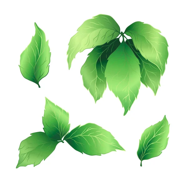 Ensemble Feuilles Branches Arbres Collection Décorative Plantes Vert Vecteur Eléments — Image vectorielle