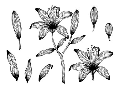 Silüet zambak çiçeği, yapraklar, dallar. Dekoratif çizgi sanat konsepti, özet bitki. Botanik siyah beyaz unsur. Beyaz arkaplanda el çizimi çiçek vektörü çizimi