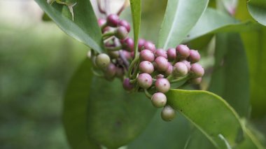 Ayakkabı düğmesi ardisia, ayakkabı düğmesi ardisia, Çin çalı, Lampenne olarak da bilinen Ardisia eliptik bitkilerinin meyveleri. Nadir bitki