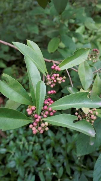 stock image Closeup of fruits from plants of Ardisia elliptica also known as Shoe button ardisia, Shoebutton, China shrub, Lampenne. Rare plant