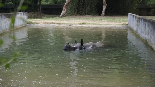 Dirty Indian one horned rhinoceros swimming Indian rhino in the water in the muddy water. In Chennai Arignar Anna Zoological Park or Vandalur Zoo.