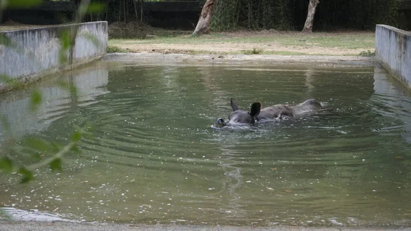 stock image Dirty Indian one horned rhinoceros swimming Indian rhino in the water in the muddy water. In Chennai Arignar Anna Zoological Park or Vandalur Zoo.