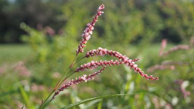 Closeup of pink flowers of Persicaria hydropiper, Polygonum hydropiper also known as water pepper, marshpepper knotweed, arse smart or tade. Plant from family Polygonaceae.