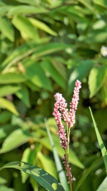 Closeup of pink flowers of Persicaria hydropiper, Polygonum hydropiper also known as water pepper, marshpepper knotweed, arse smart or tade. Plant from family Polygonaceae.