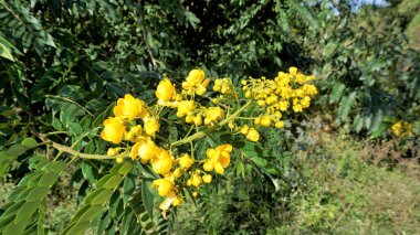 Casia amarilla, Whitebark senna, sarı duş olarak bilinen Senna Spectabilis 'in güzel çiçeklerine yakın çekim. Altın mucize ağacı olarak da bilinir.