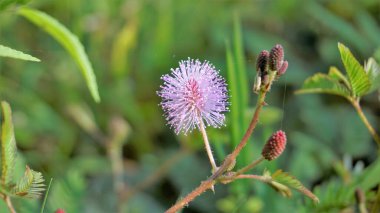 Mimosa pudica çiçeğinin yakın çekimi. Hassas bitki, yeşil katlanabilir yapraklı uykulu bitki. Halk arasında bana dokunmayın diye bilinir..