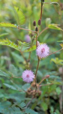 Mimosa pudica çiçeğinin yakın çekimi. Hassas bitki, yeşil katlanabilir yapraklı uykulu bitki. Halk arasında bana dokunmayın diye bilinir..