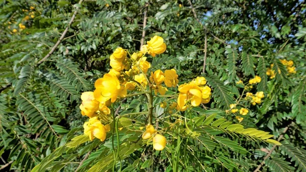 Покриття Чудових Квітів Сенни Відомих Casia Amarilla Whitebark Senna Жовтий — стокове фото