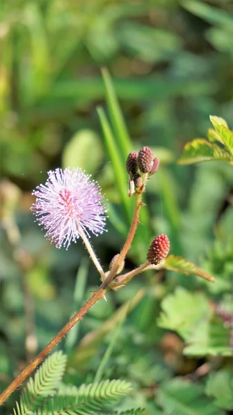 Primer Plano Flor Mimosa Pudica Planta Sensible Planta Somnolienta Con — Foto de Stock